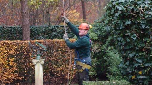 Bomen rooien Neer